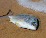 dead fish pollution